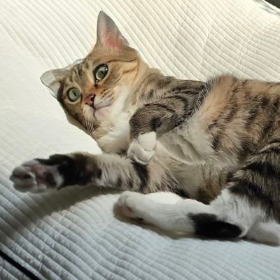 gwiyeowo_kr's profile picture. 犬1＋猫4匹の執事