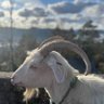 CursedHyp3r's profile picture. Game producer