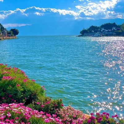 samalanic8's profile picture. 