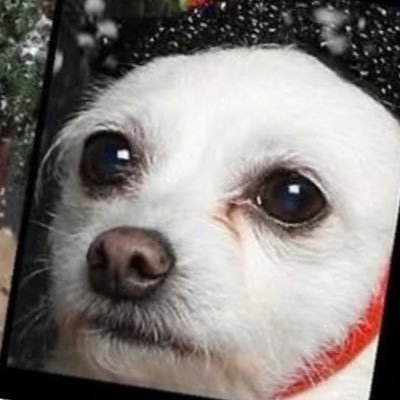 willcerne's profile picture. アメリカ人のスピードキューバーです。キューブ歴10年。 東京科学大学物理学M2