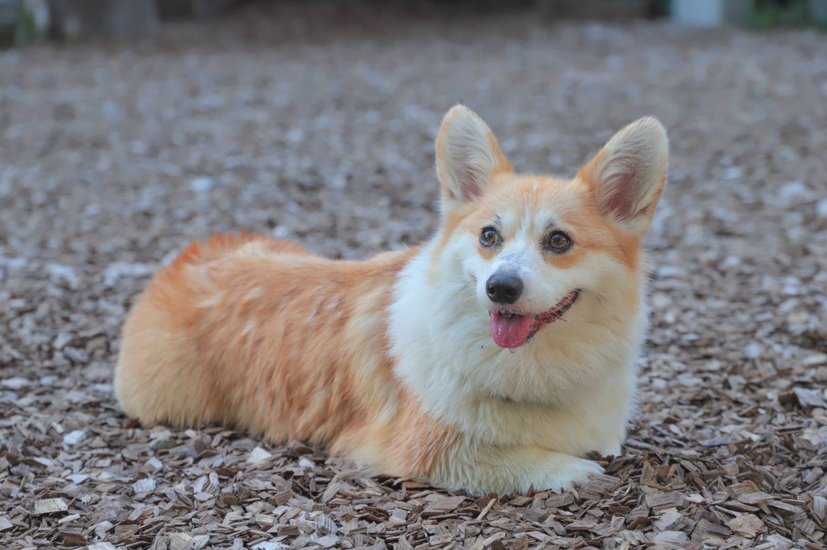 HoriuchiKonq8x's profile picture. また、ロックされてしまい、新たにアカウントになりました。スポーツ全般、ゴルフ、野球、バレーボール、ラグビーが大好きです。特に、女子ゴルフ渋野日向子選手の大ファンです。落語、漫才、講談が好きです。平和で、人にやさしい世の中になってほしいと願っています。