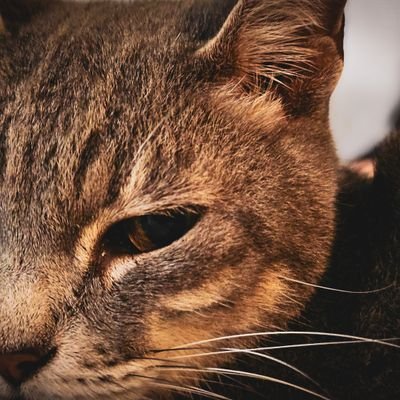 MajucJess's profile picture. 