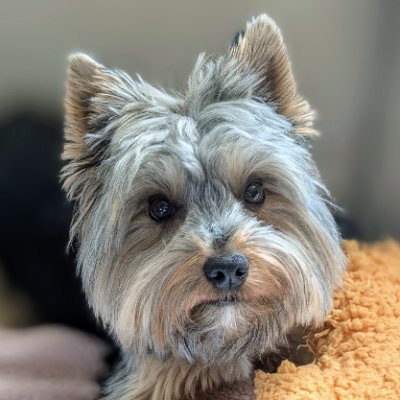 1stPlayerz's profile picture. I love gaming and the technology that drives it! 
proud yorkie dad

Geek Life....it's like normal life but with dragons 🐉