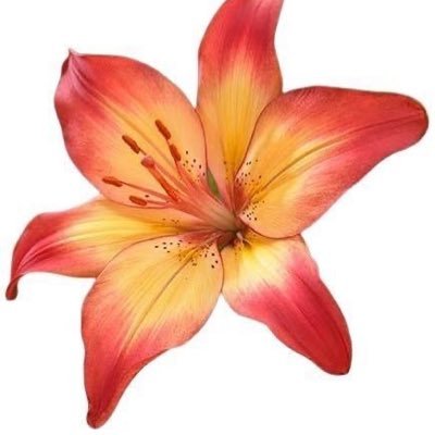 Beno9o's profile picture. 