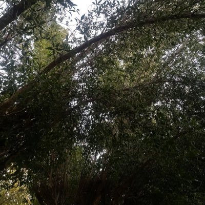 ixturi's profile picture. PharmD student