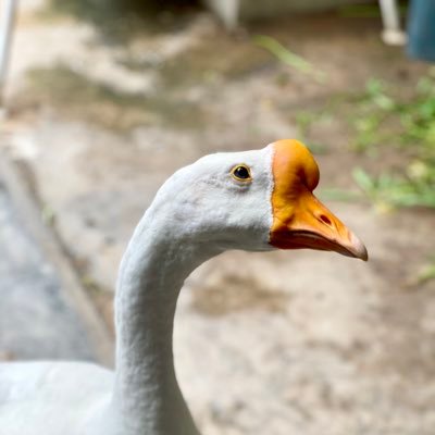 14fhtiffany's profile picture. เมนพี่จ้าน | ❤️XIAOZHAN❤️ | 🦐🧚🏻‍♀️ | XFX | 🩷GG-RedVelvet-aespa | Superjunior-Shinee-EXO | Bourbon | Fuji | Akashi