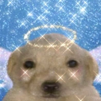 파라타さんのプロフィール画像