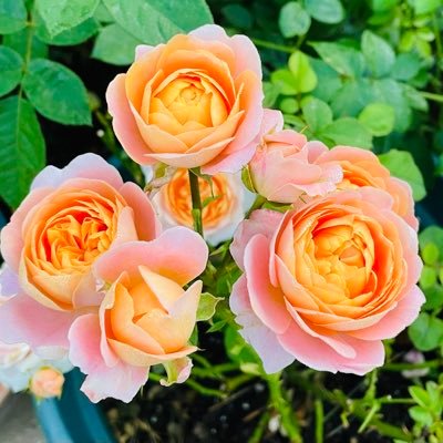 juneloveJS's profile picture. Love love ❤️