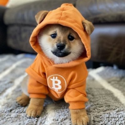 @DOGTOR_CITO