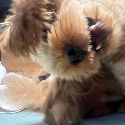 ピチューさんのプロフィール画像