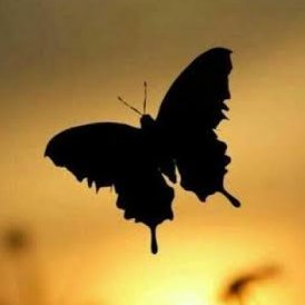 KupuKupu1069353's profile picture. FOLLOW me😘