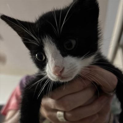 @notkatze