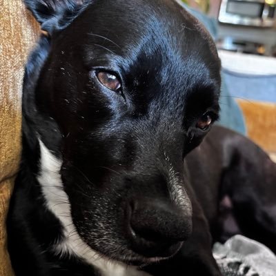 dani0jo's profile picture. she/her. WNBA fan. Seattle Storm fan. NWSL fan. Seattle Reign fan.