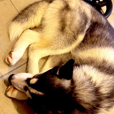 luca_2529's profile picture. シベハスのルカ♂🎂25/02/09🏠25/08/03