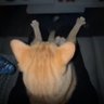 Stopa_'s profile picture. TikTok: 300k & 40k / YouTube: 50k