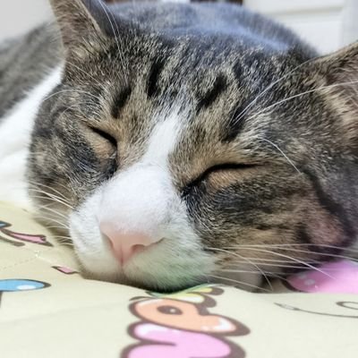 yuji_shimobe's profile picture. お猫様の下僕🐱🐾/プロレスファン歴30年以上🔥/沙弥様をきっかけにスターダムを知りました/沙弥様のしもべ🖤吏南推し🩷安納サオリ推し💙/ドトール好き💛/