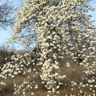 sharp996185's profile picture. Aspiring voice actor