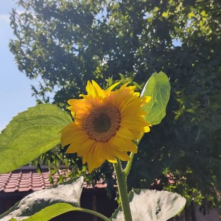 wimvandorpe's profile picture. Programmer.