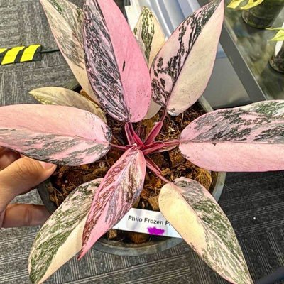 Babyice721's profile picture. Ccng