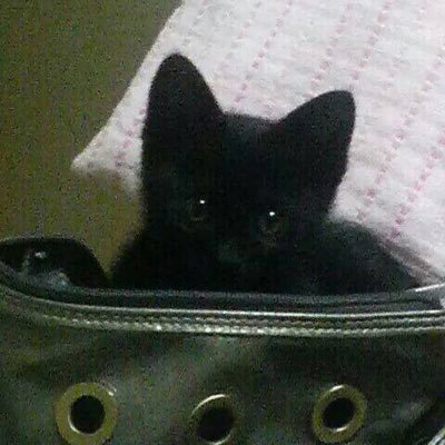 voTtoEPt0R26807's profile picture. 