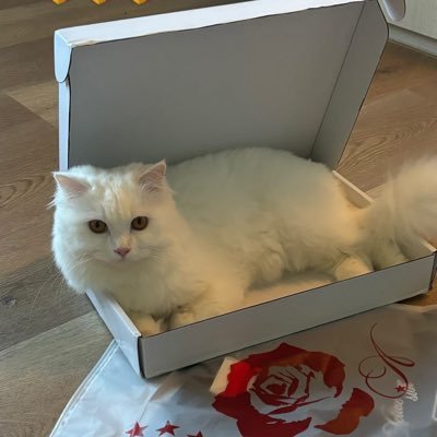 celllosssss's profile picture. YANG GA SINGLE, GET OUT DARI ACC KU!