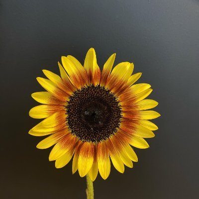 xshazxb's profile picture. The artist, passionate about life and fond of small animals 🇺🇲