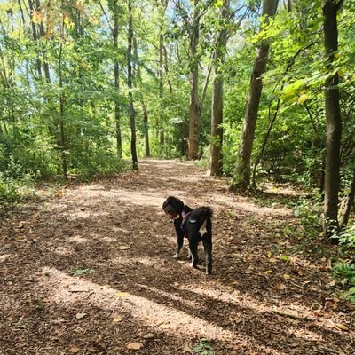 N58907N's profile picture. Just two pawsitive explorers finding magic in nature.  LeeLu (aka Rasta pup, Fuzzy bear, or Wide load) walks her human daily to find trail treasures.
