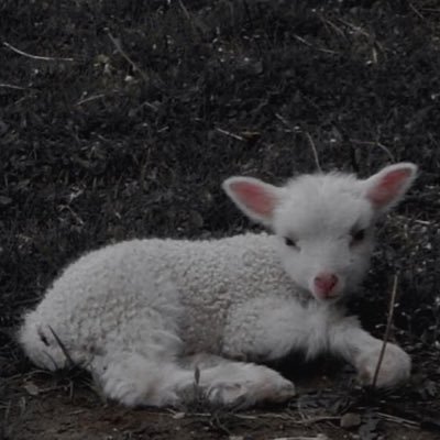 softersacrifice's profile picture. ‿̩͙⊱༒︎ sweetest lamb ༒︎⊰‿̩͙ @stupidsacrifice private account ♱ twenty ♱ no tw ; hard kinks ♱ age on profile or blocked ♱ @bindedbites ' paws ♱ never yours ♱