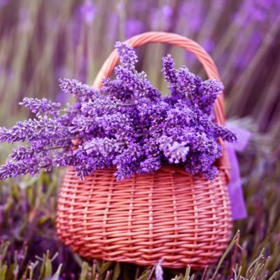 Aylinzer31796's profile picture. 