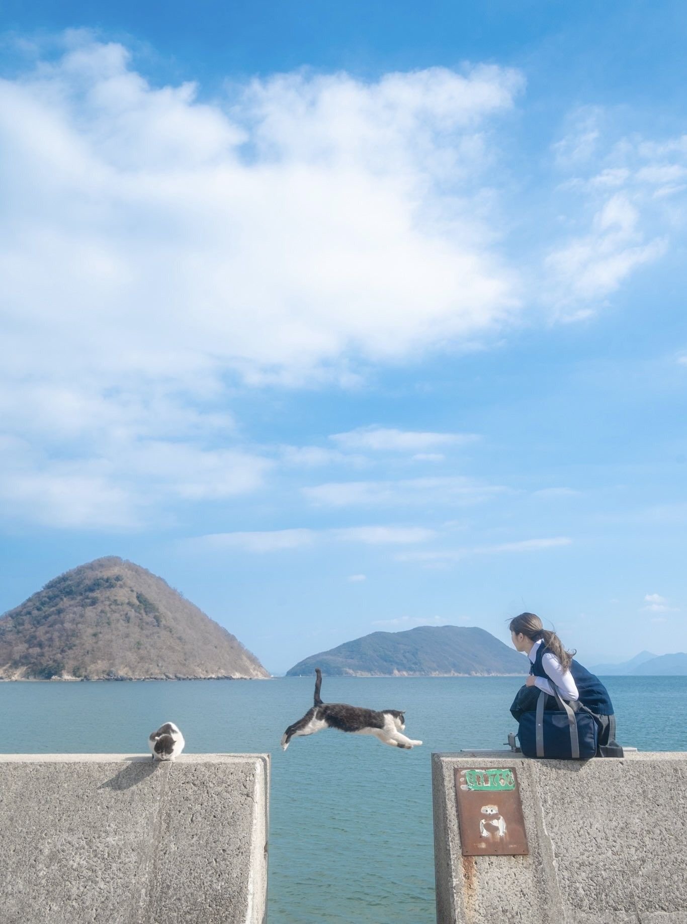 laphopho's profile picture. 麻倉もも/雨宮天 /夏川椎菜/市ノ瀬加那/TrySail箱推し もちパワーで頑張るもも組