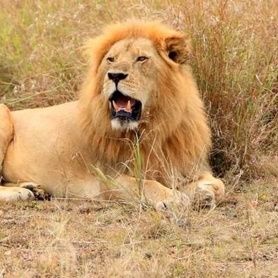 koiwafinest's profile picture. Economy and politics