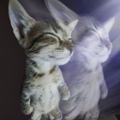 Jaydoglx's profile picture. @zacctx