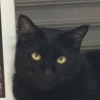 せこたのアイコン