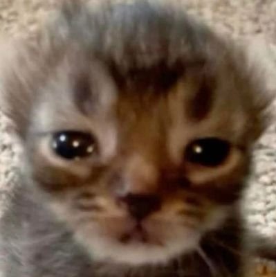 ikangorengpatin's profile picture. 