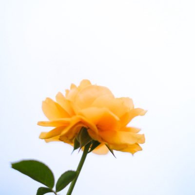 chinami_shio's profile picture. 青と花と暮らし | FUJIFILM X-T3 | 2025.9.9〜