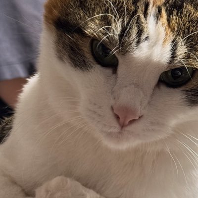 mittan_nyan's profile picture. YouTube始めました ノルウェージャンフォレストキャットの偽物2匹 オス、メスと、普通の雑種メスメスの計4匹です