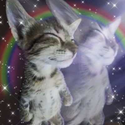 cucurprancis's profile picture. lorem ipsum