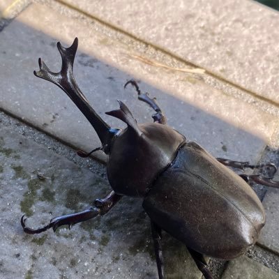 XTofxeHOJr54745's profile picture. 