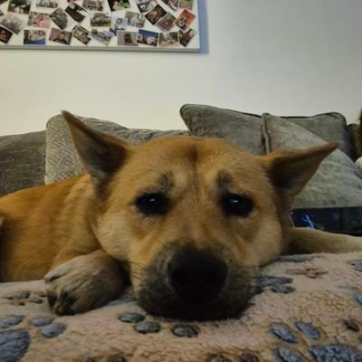 RonnieStiven's profile picture. 