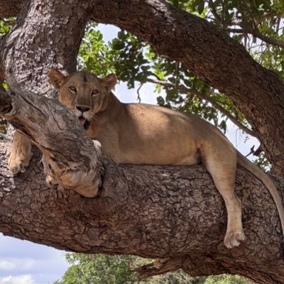 camilnara's profile picture. 29 - Lille - @fcbarcelona