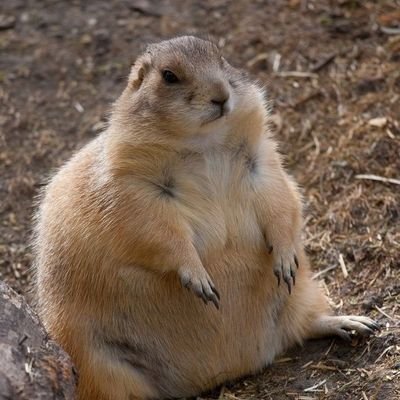 saytyu_n's profile picture. 