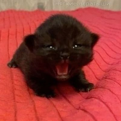 b0ethiu5's profile picture. virtual bedroom, rise like a full moon