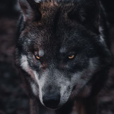Denis_Velcer's profile picture. 