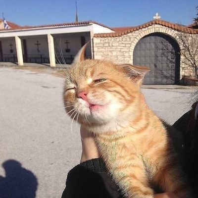 skitzocat's profile picture. an autistic cat with a twitter account