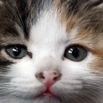 mapookok's profile picture. 