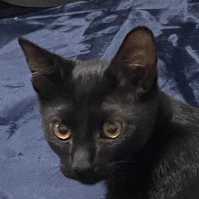 RANMARU_AOI_'s profile picture. 蘭丸をそっと見守る垢。鍵垢にしますがフォローは大体承認します🐈‍⬛ ここに載せる時はリアルタイムになりがちかも🐈‍⬛