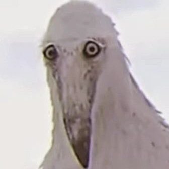 Dragon_kunni's profile picture. 