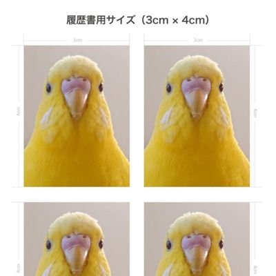 ぴーちゃん:固定ツイートご覧くださいさんのプロフィール画像
