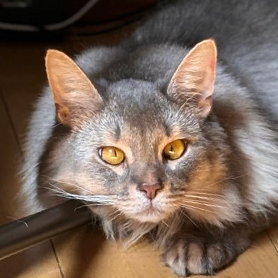 割り下さんのプロフィール画像