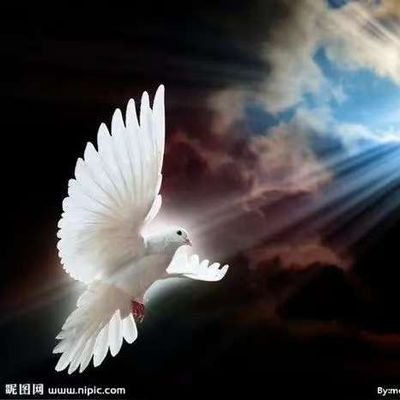fuyin7777's profile picture. 一個神奇的鴿子帶來天上的祝福